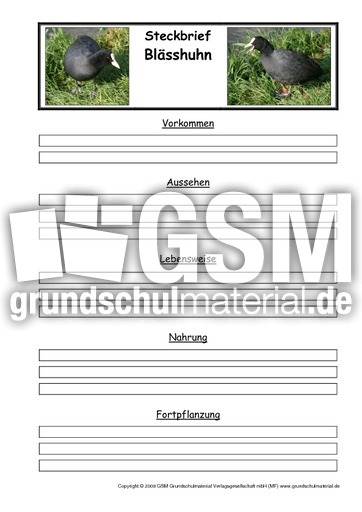 Steckbriefvorlage-Blässhuhn.pdf